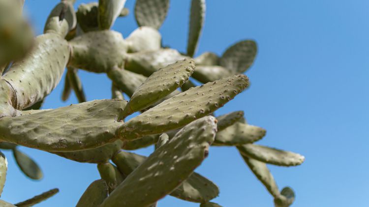 Spring in the Desert